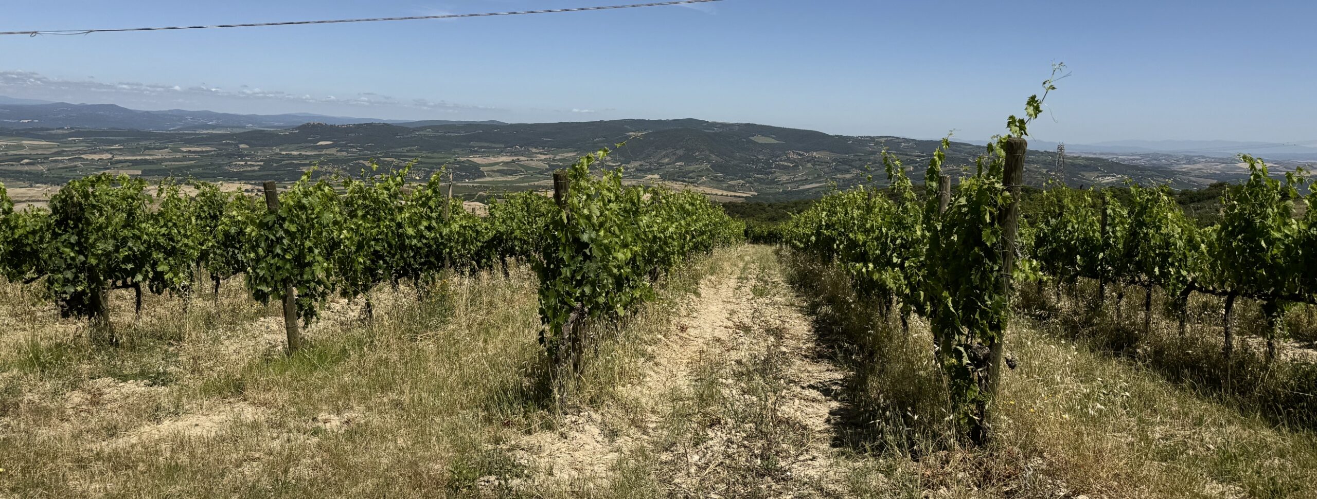 Bakkanalis vinrankor på Monte Amiata