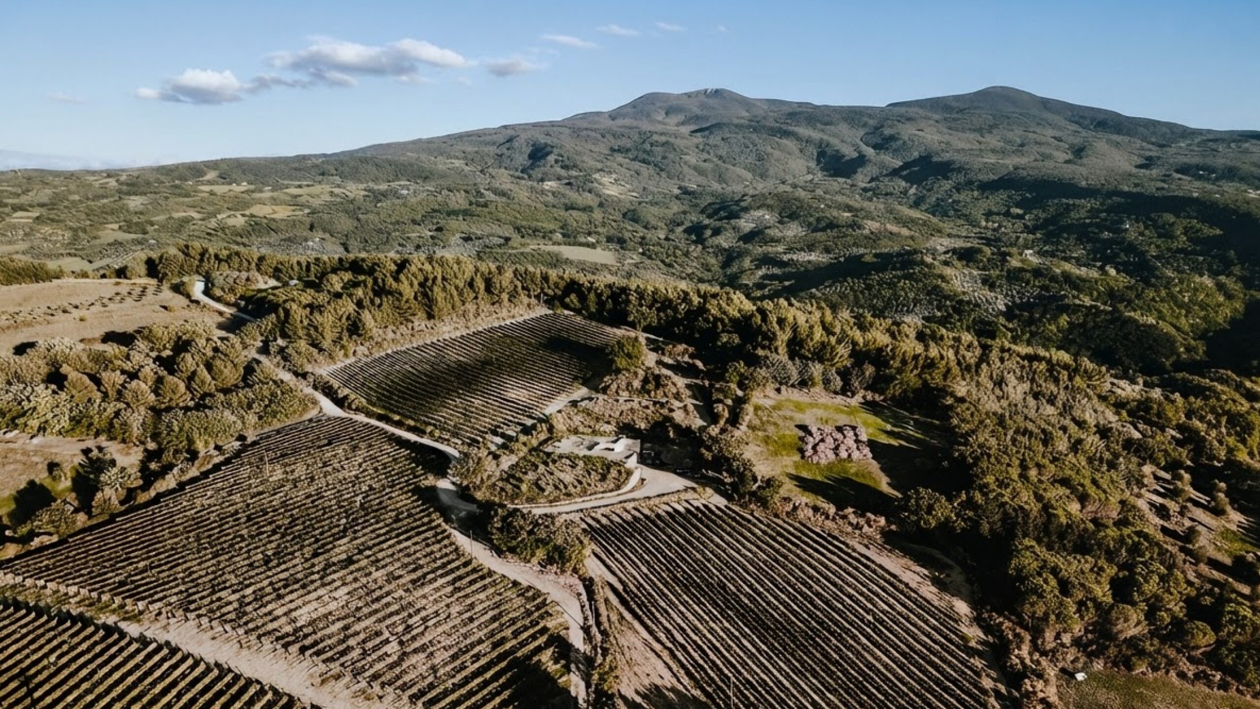 Bakkanalis vingård på Monte Amiata, Toscana
